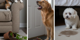 Common Pet Behavior Problems