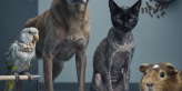 signs of poor nutrition in pets
