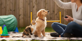 Pet Training Consistency and Routine