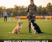 When to Get Professional Help for Pet Training