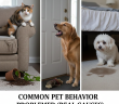 Common Pet Behavior Problems