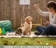 Pet Training Consistency and Routine